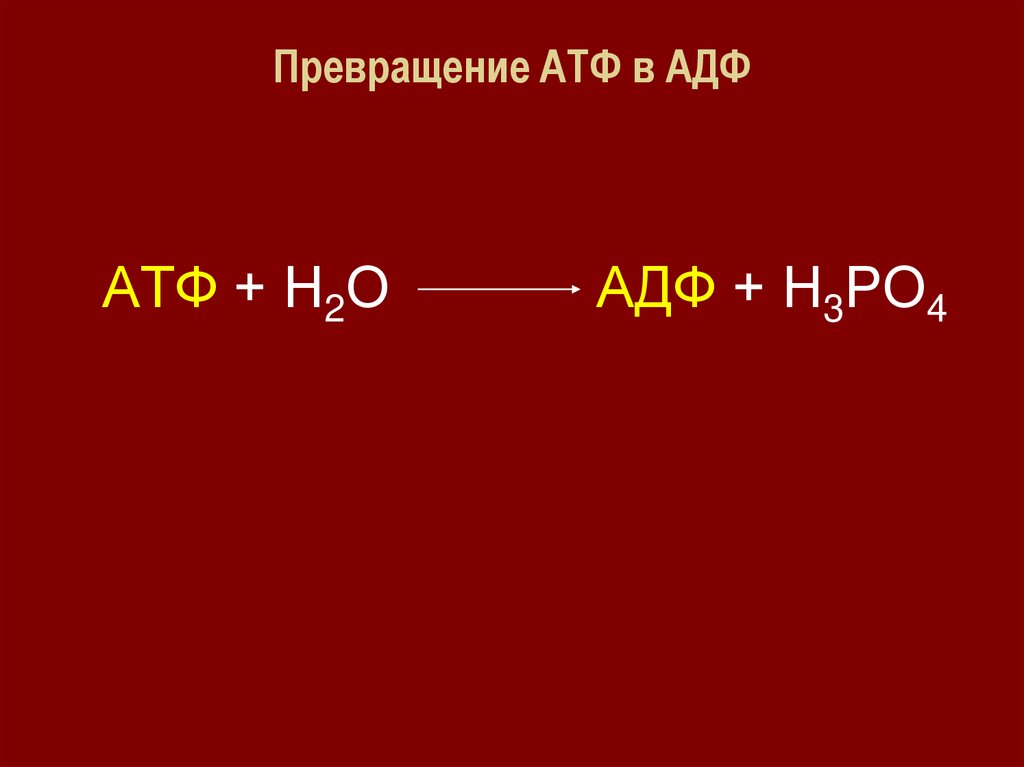 Превращение АТФ в АДФ