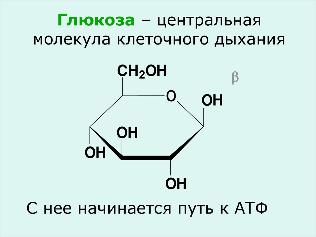 Глюкоза – центральная молекула клеточного дыхания