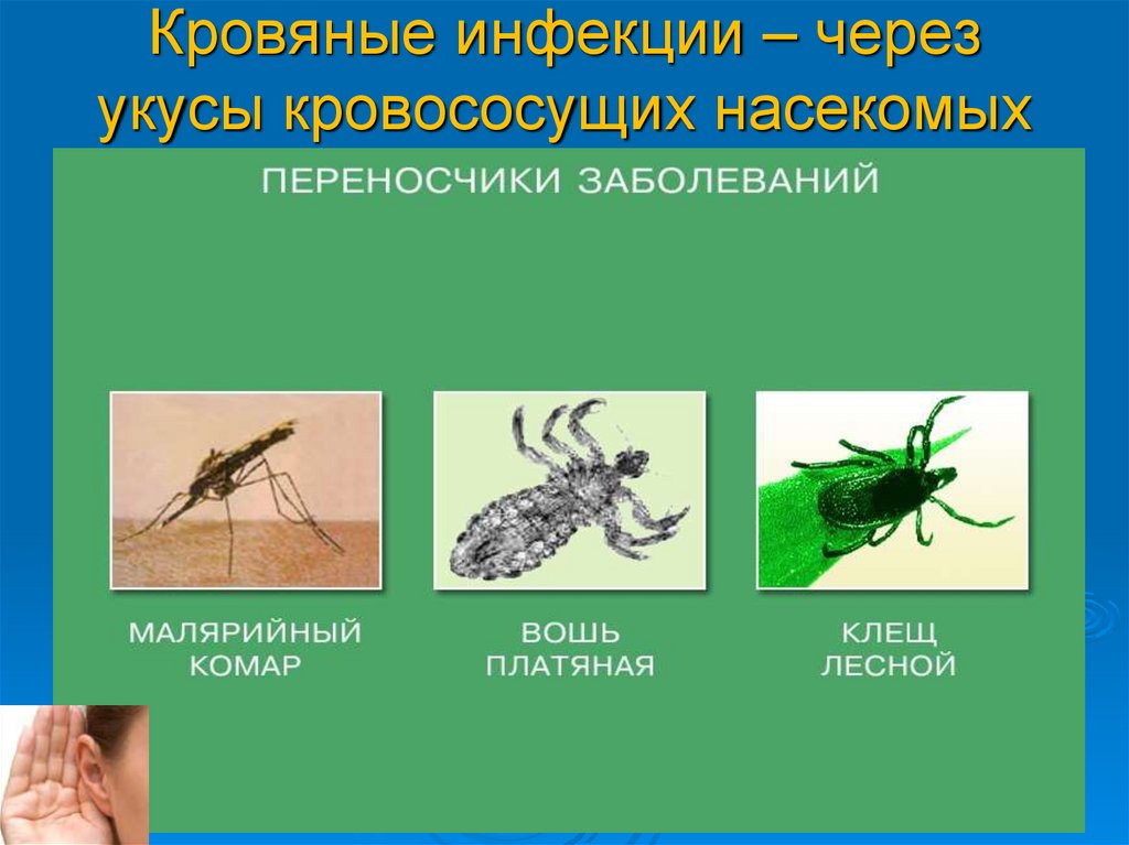 Кровяные инфекции – через укусы кровососущих насекомых