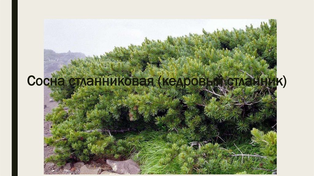 Сосна стланниковая (кедровый стланник)