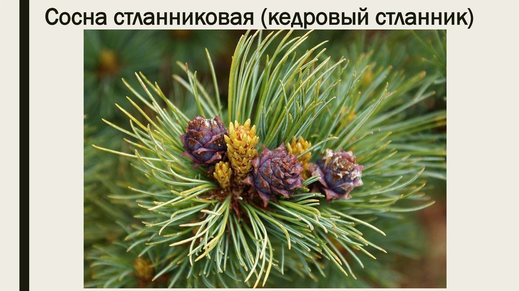 Сосна стланниковая (кедровый стланник)
