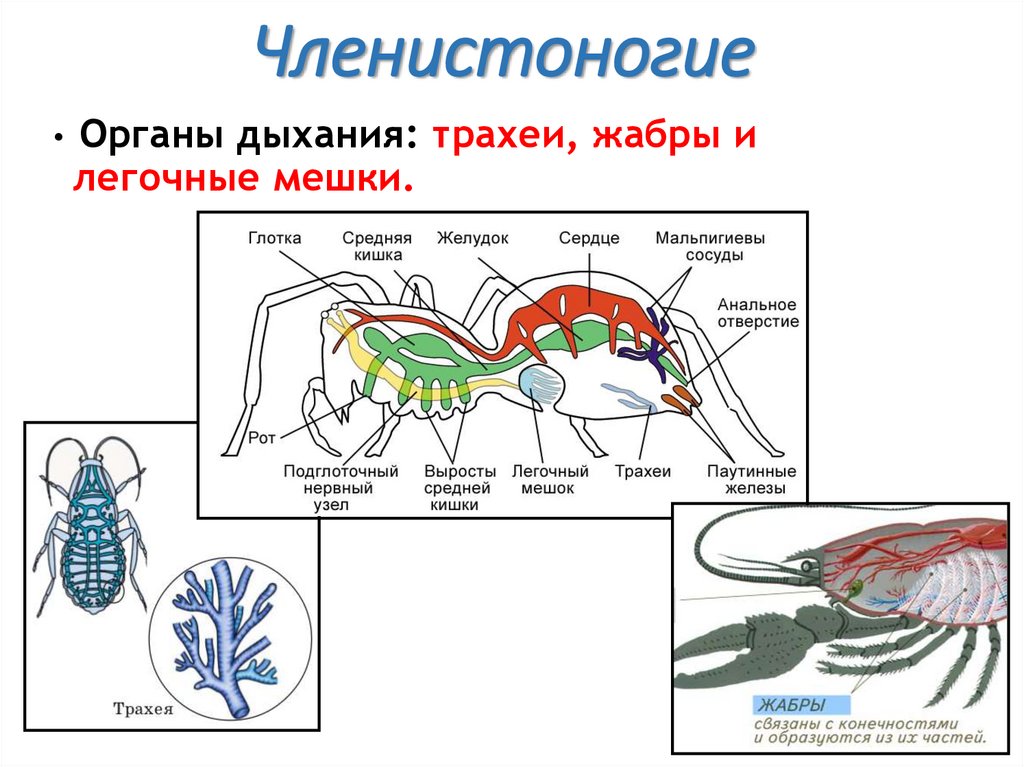 Членистоногие