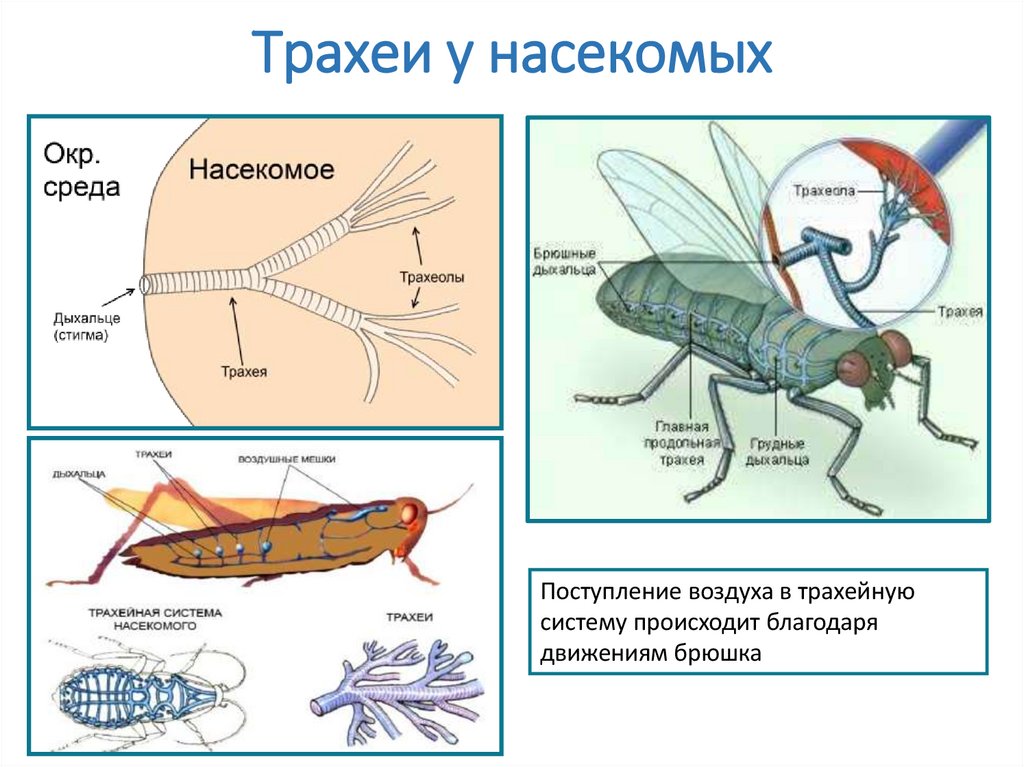 Трахеи у насекомых
