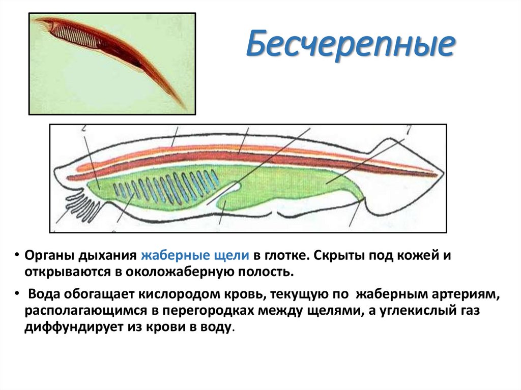 Бесчерепные