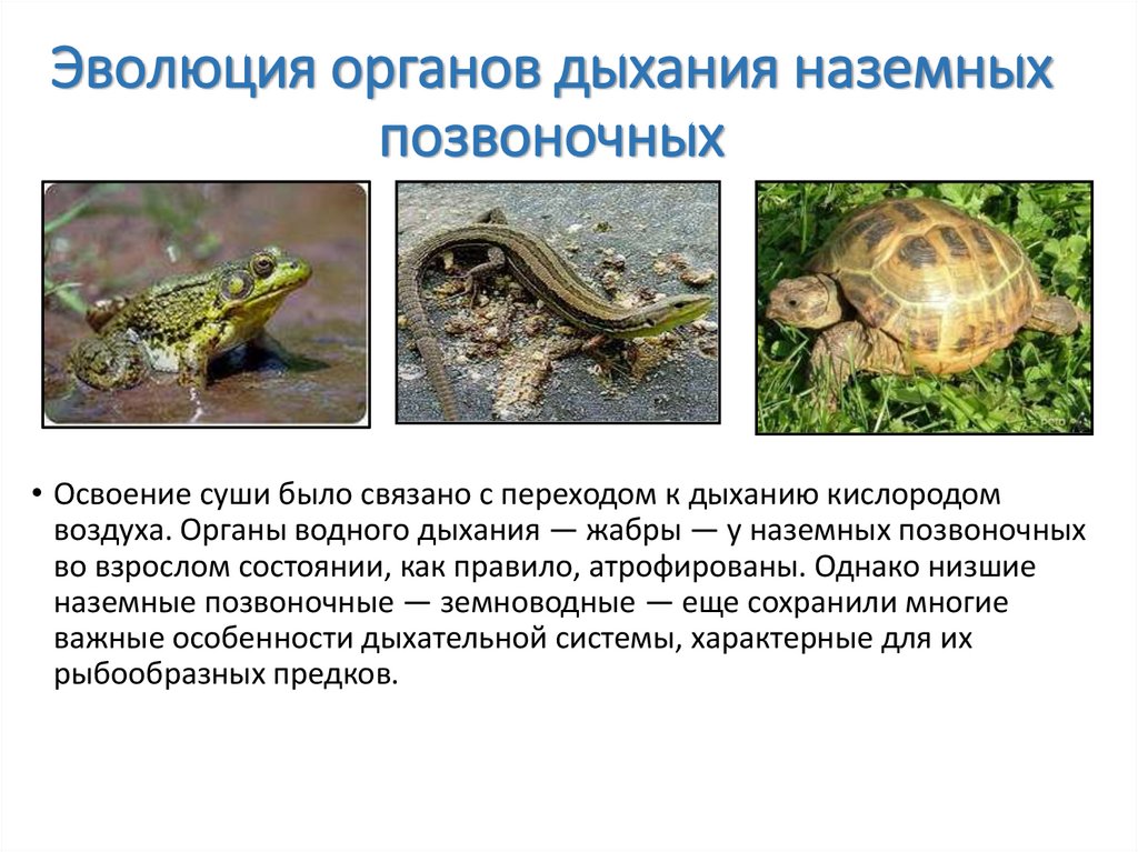 Эволюция органов дыхания наземных позвоночных