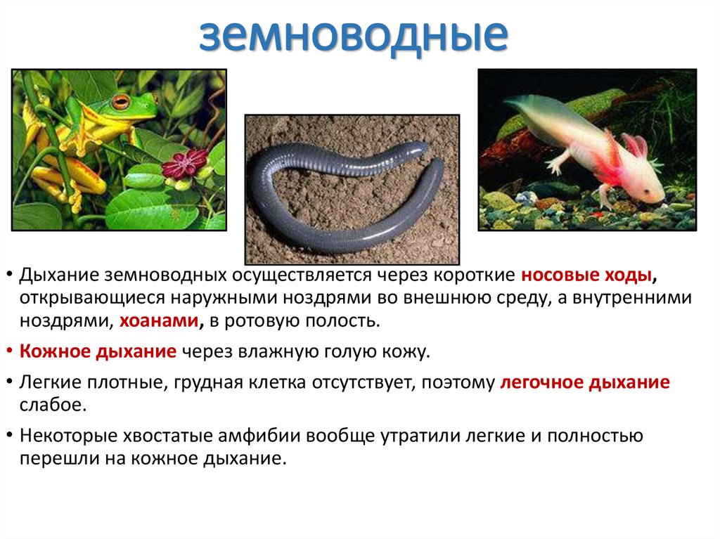 земноводные