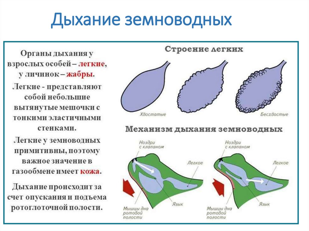 Дыхание земноводных