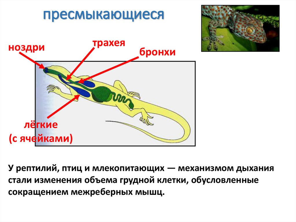 пресмыкающиеся