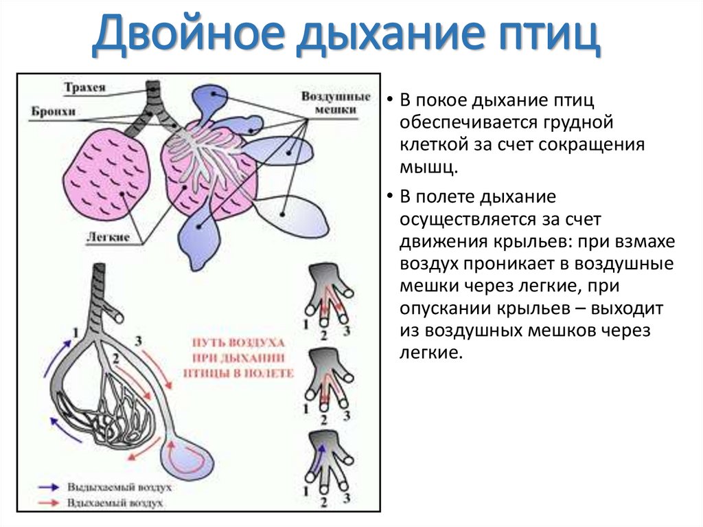 Двойное дыхание птиц