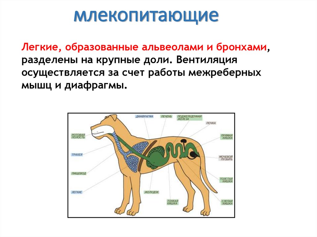 млекопитающие