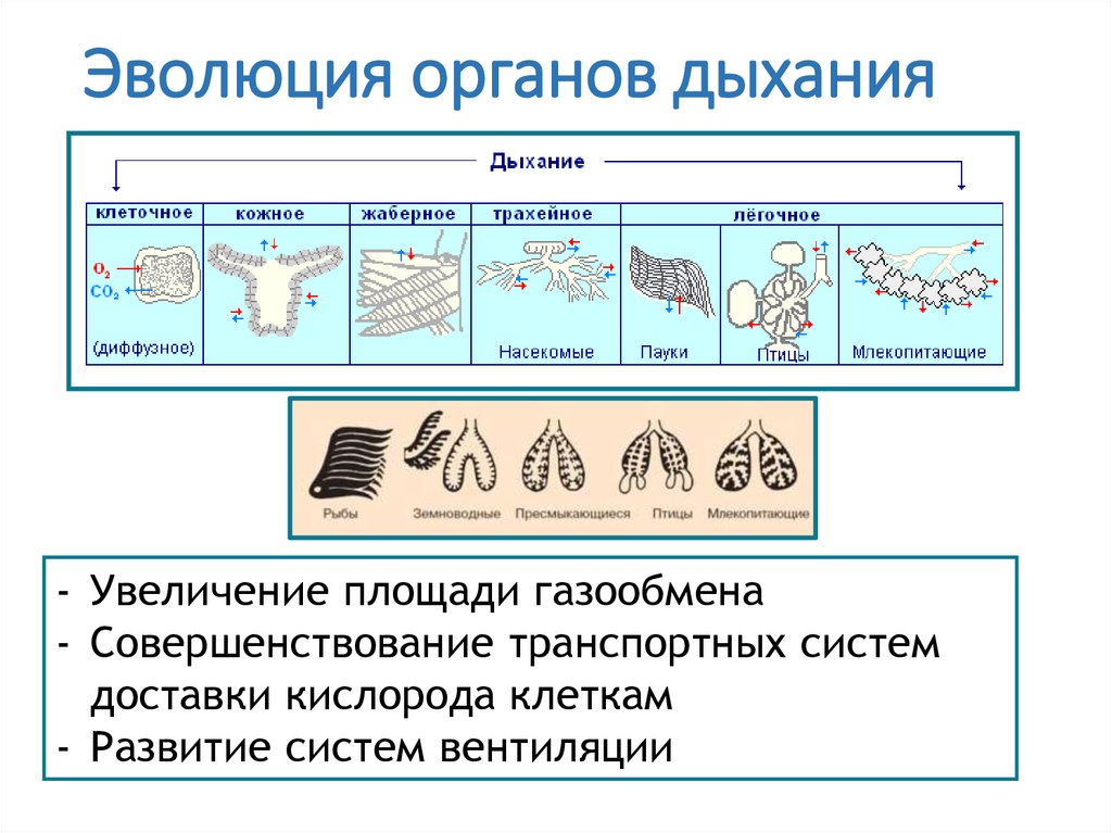 Эволюция органов дыхания
