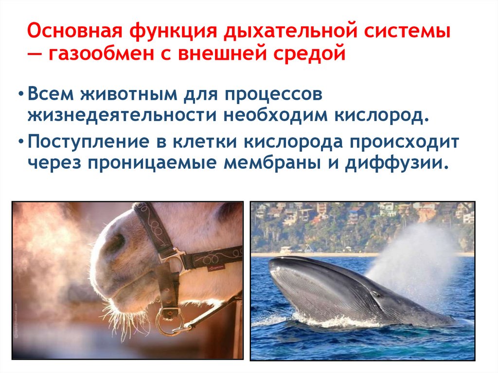 Основная функция дыхательной системы — газообмен с внешней средой