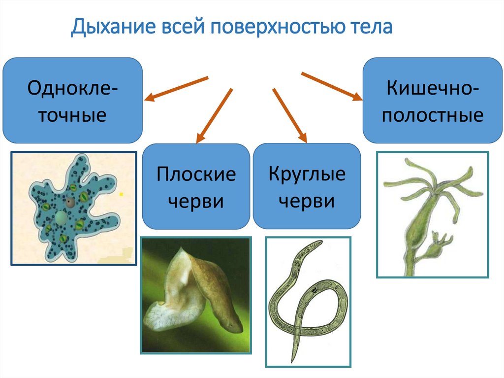 Дыхание всей поверхностью тела