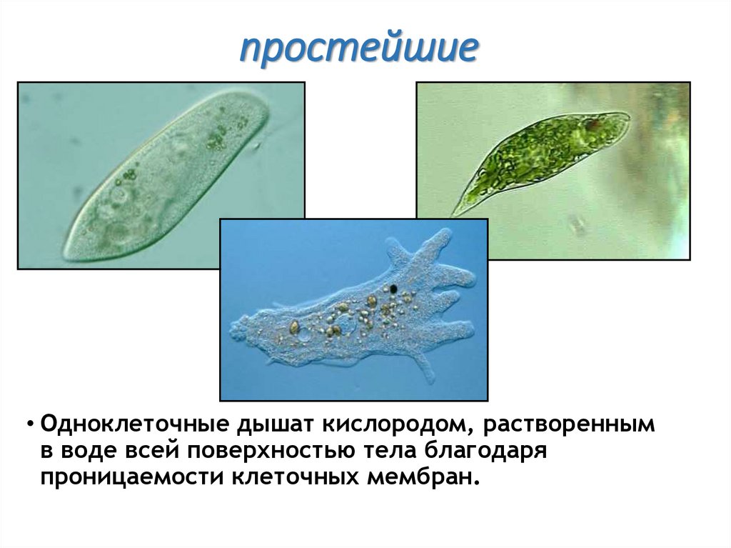 простейшие