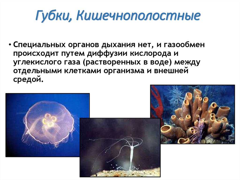 Губки, Кишечнополостные