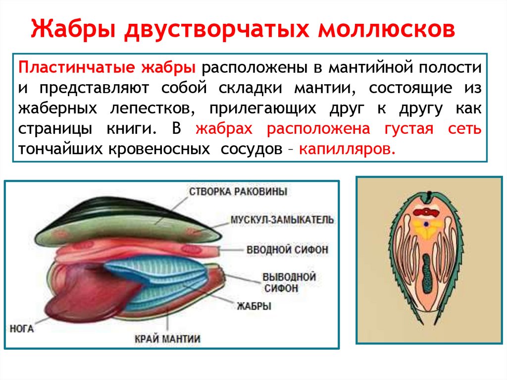 Жабры двустворчатых моллюсков
