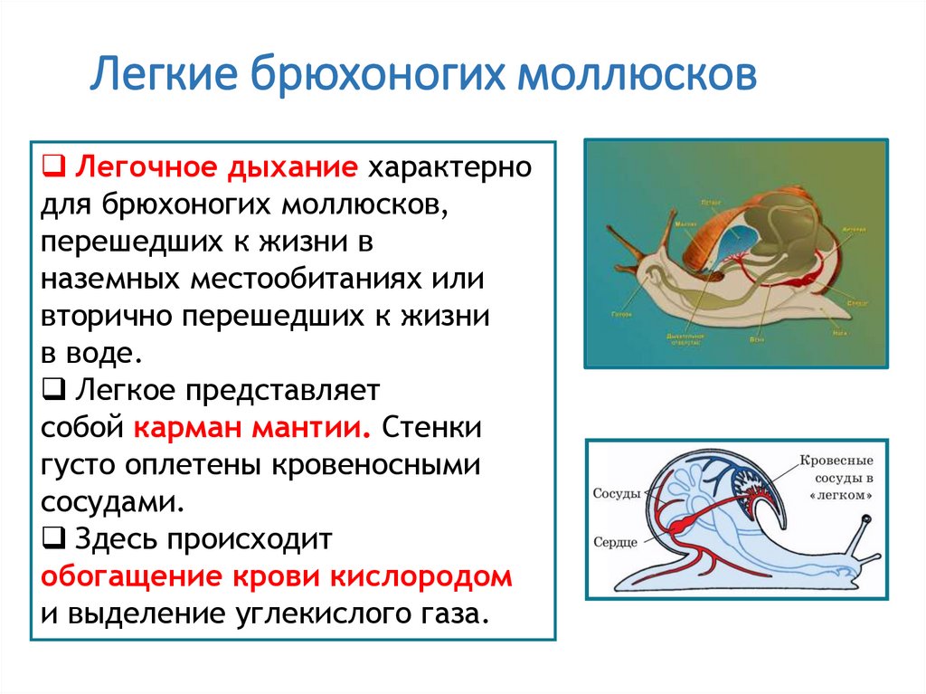 Легкие брюхоногих моллюсков