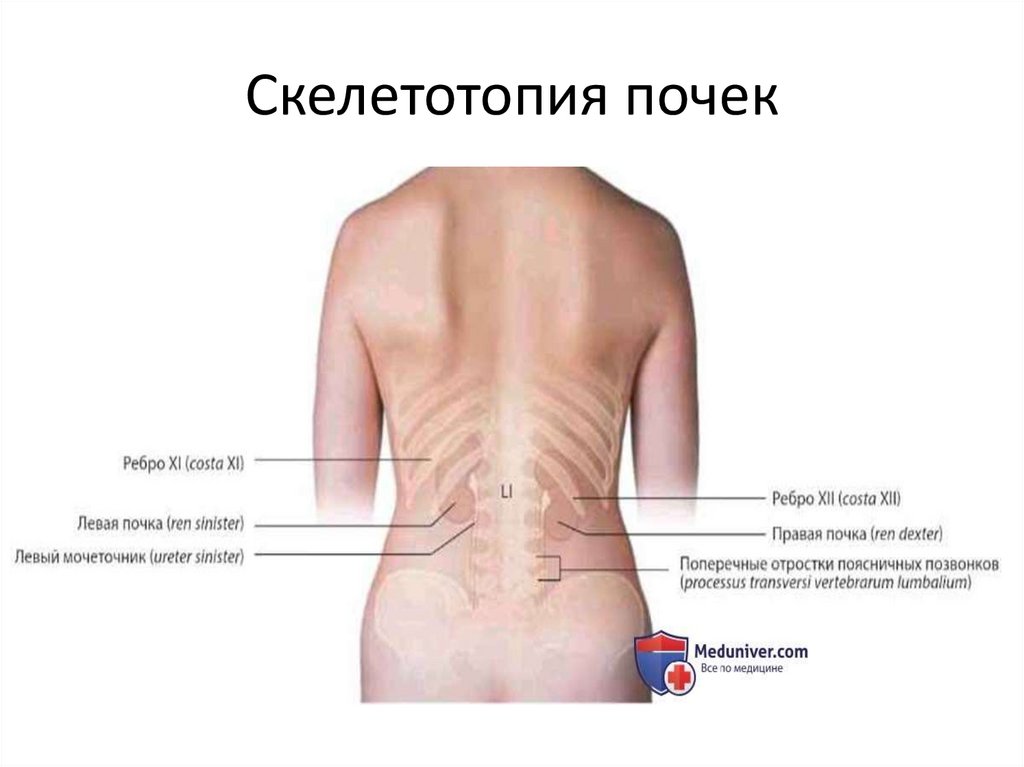 Скелетотопия почек