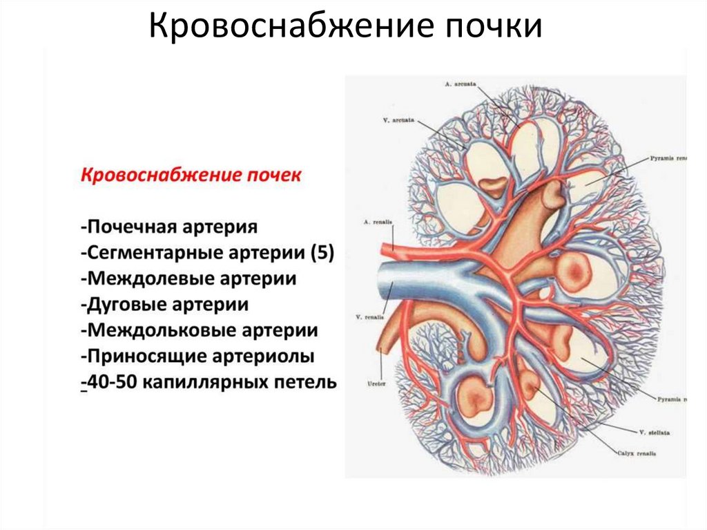 Кровоснабжение почки