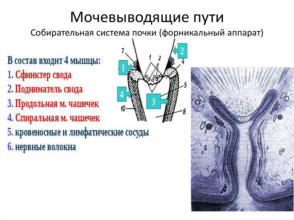 Мочевыводящие пути Собирательная система почки (форникальный аппарат)