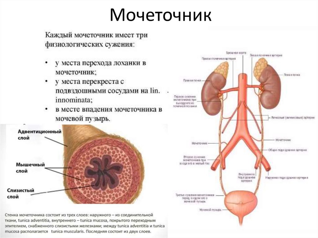 Мочеточник