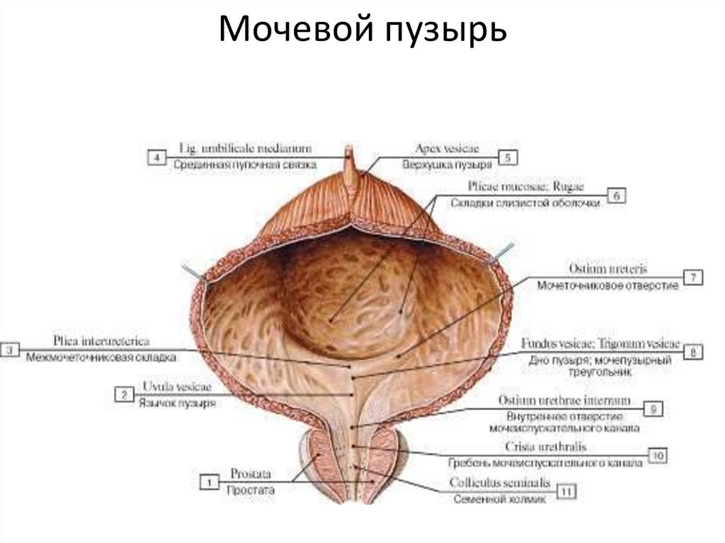 Мочевой пузырь