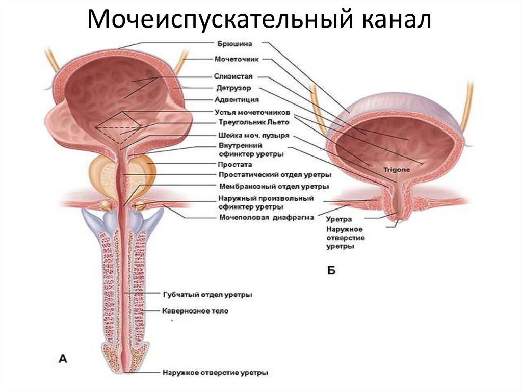 Мочеиспускательный канал