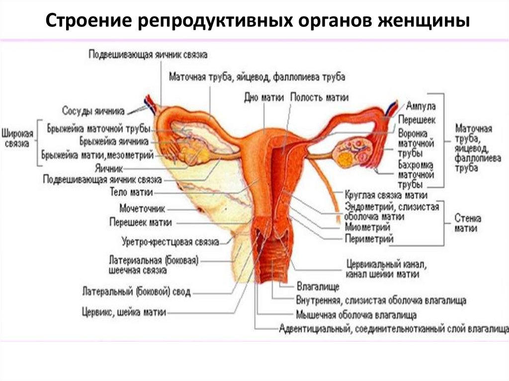 Строение репродуктивных органов женщины