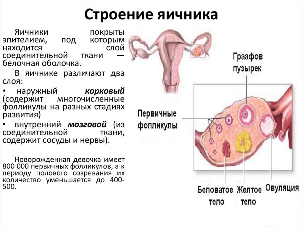 Строение яичника