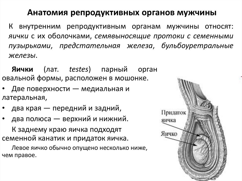 Анатомия репродуктивных органов мужчины
