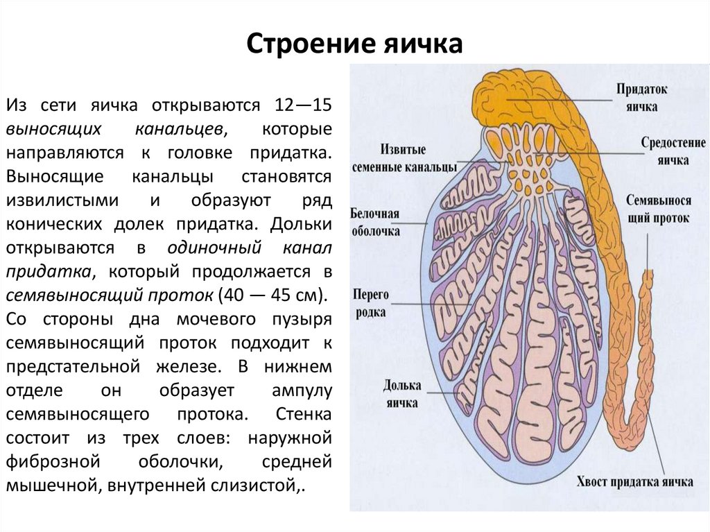 Строение яичка