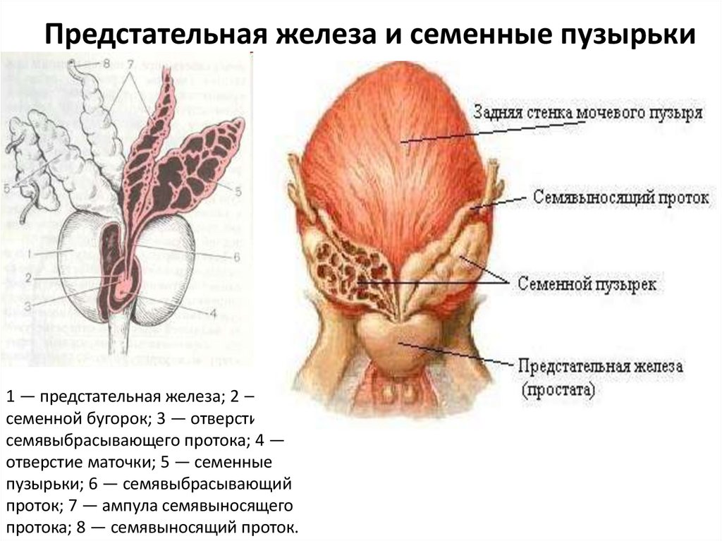 Предстательная железа и семенные пузырьки