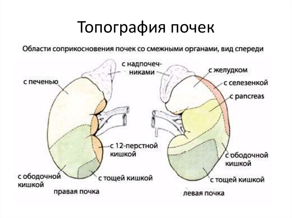 Топография почек