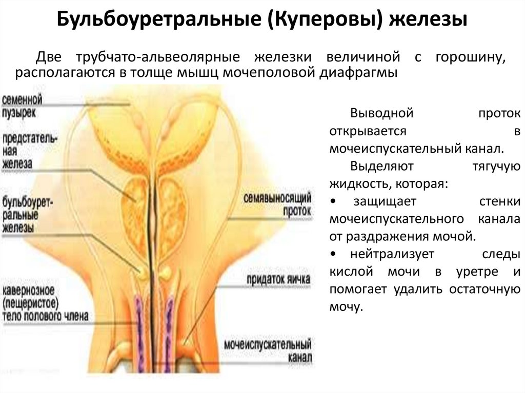 Бульбоуретральные (Куперовы) железы