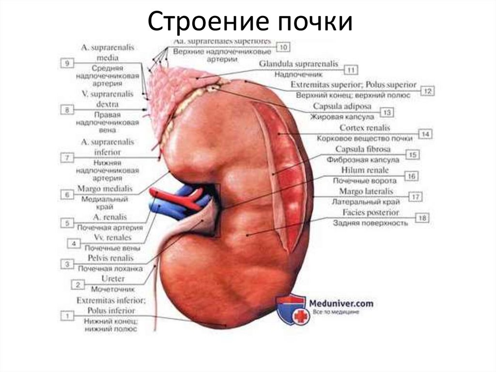 Строение почки