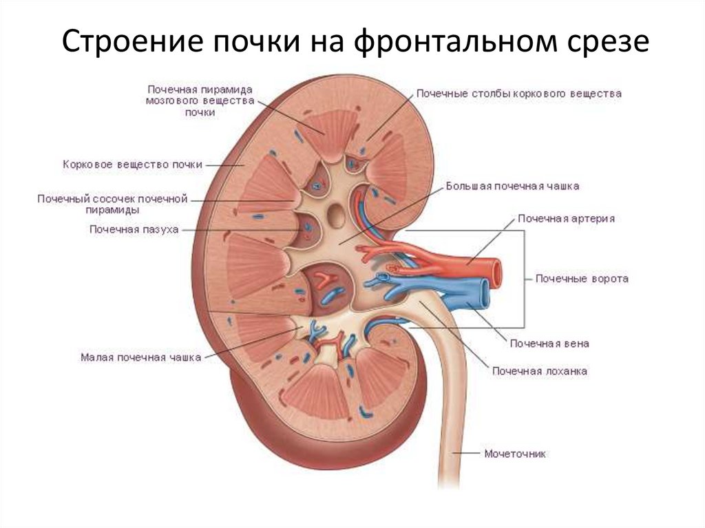 Строение почки на фронтальном срезе