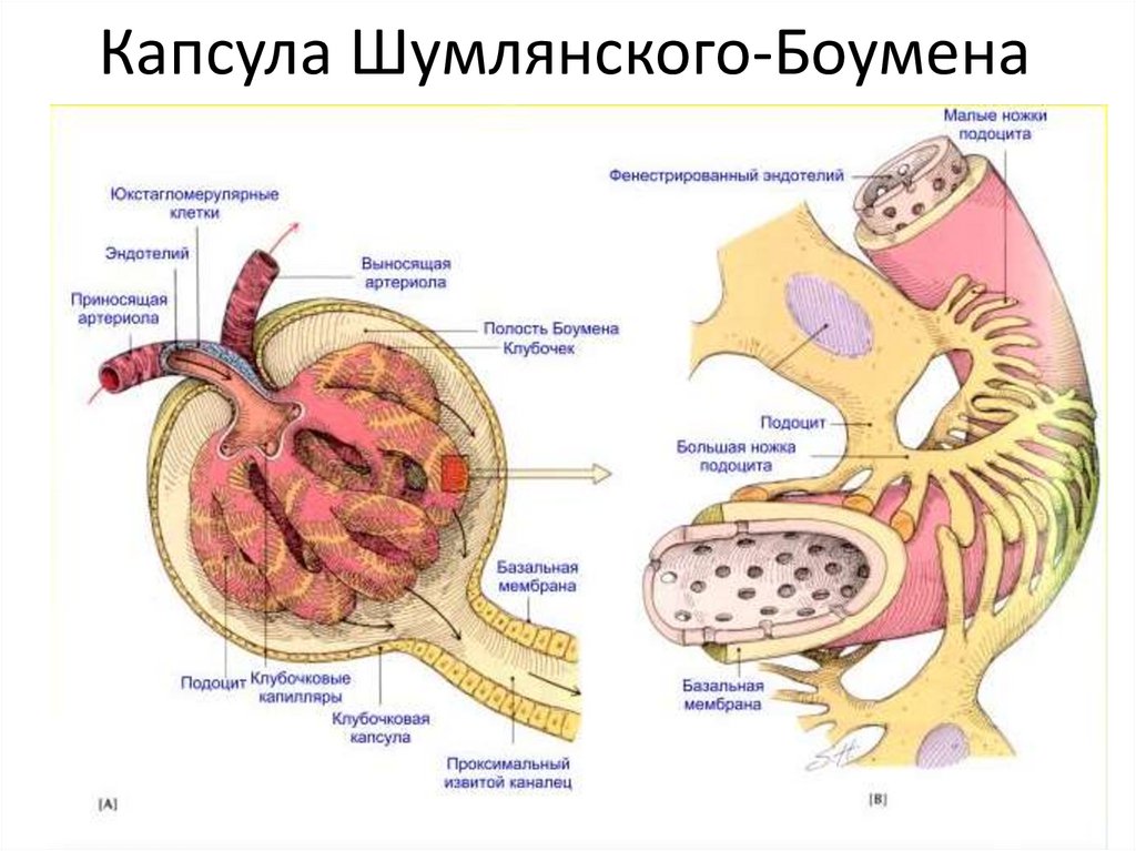 Капсула Шумлянского-Боумена
