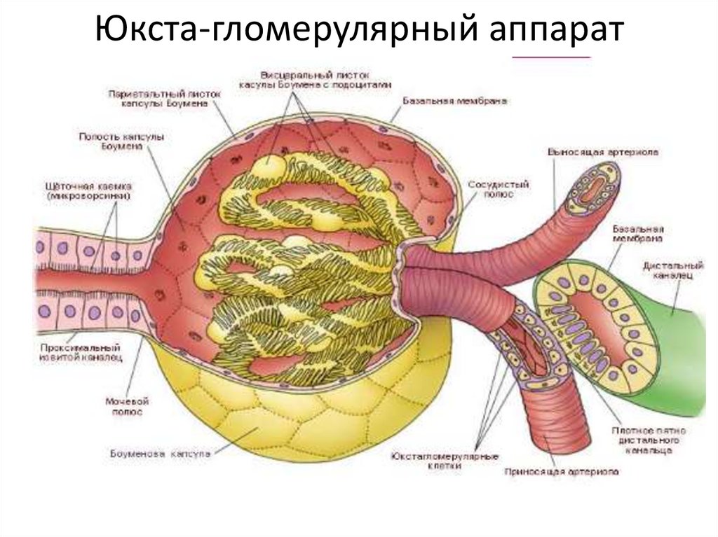 Юкста-гломерулярный аппарат