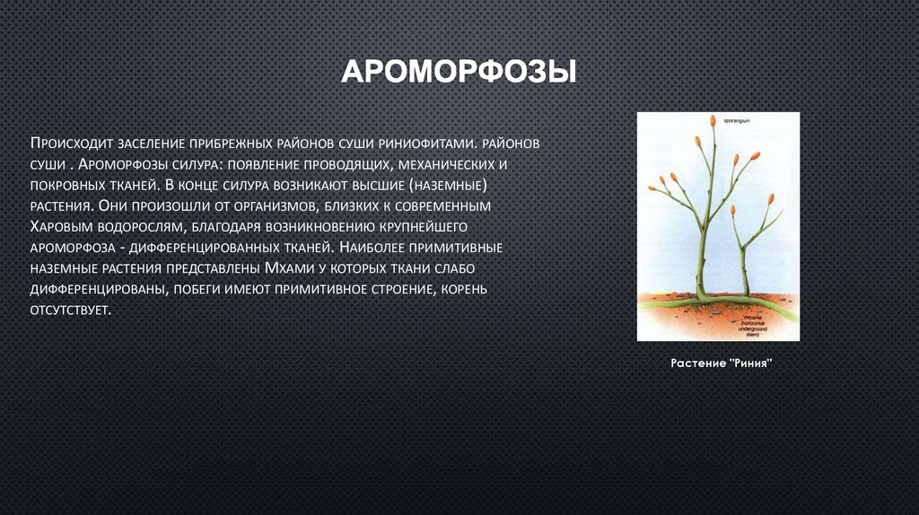 Ароморфозы