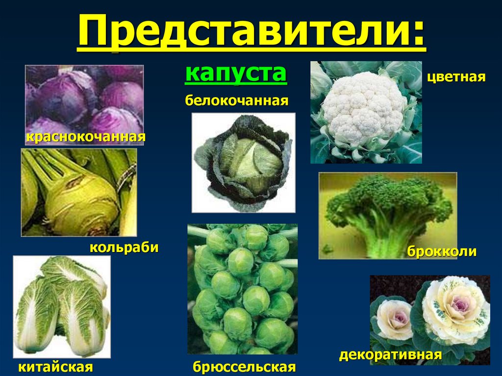 Представители: