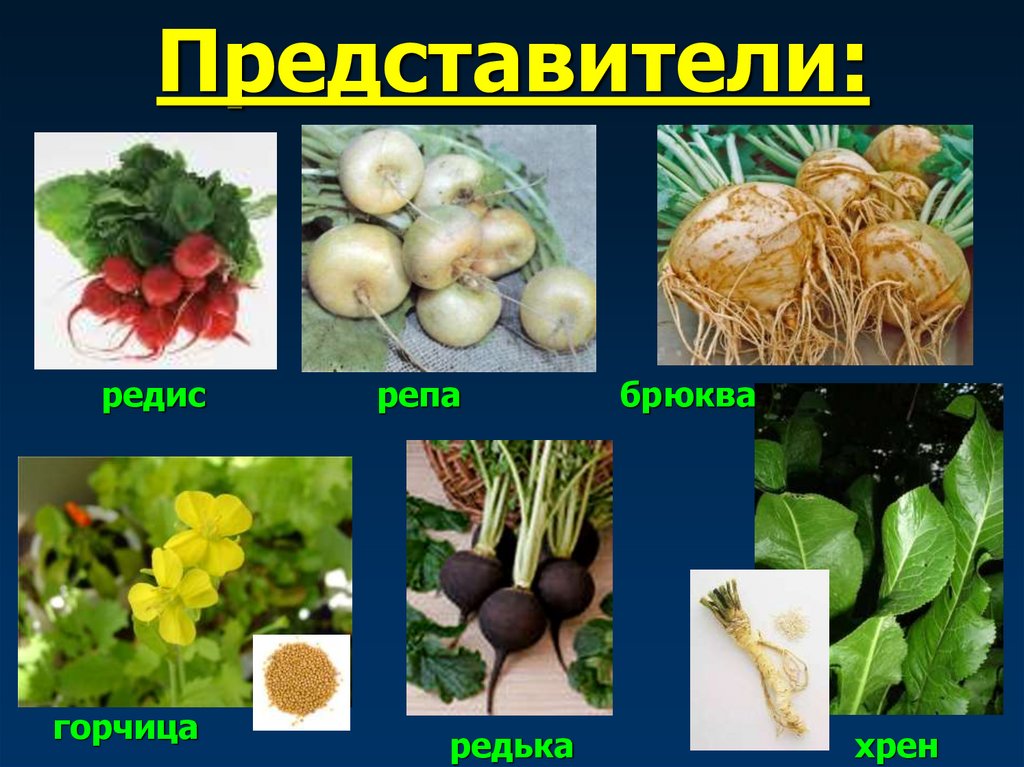 Представители: