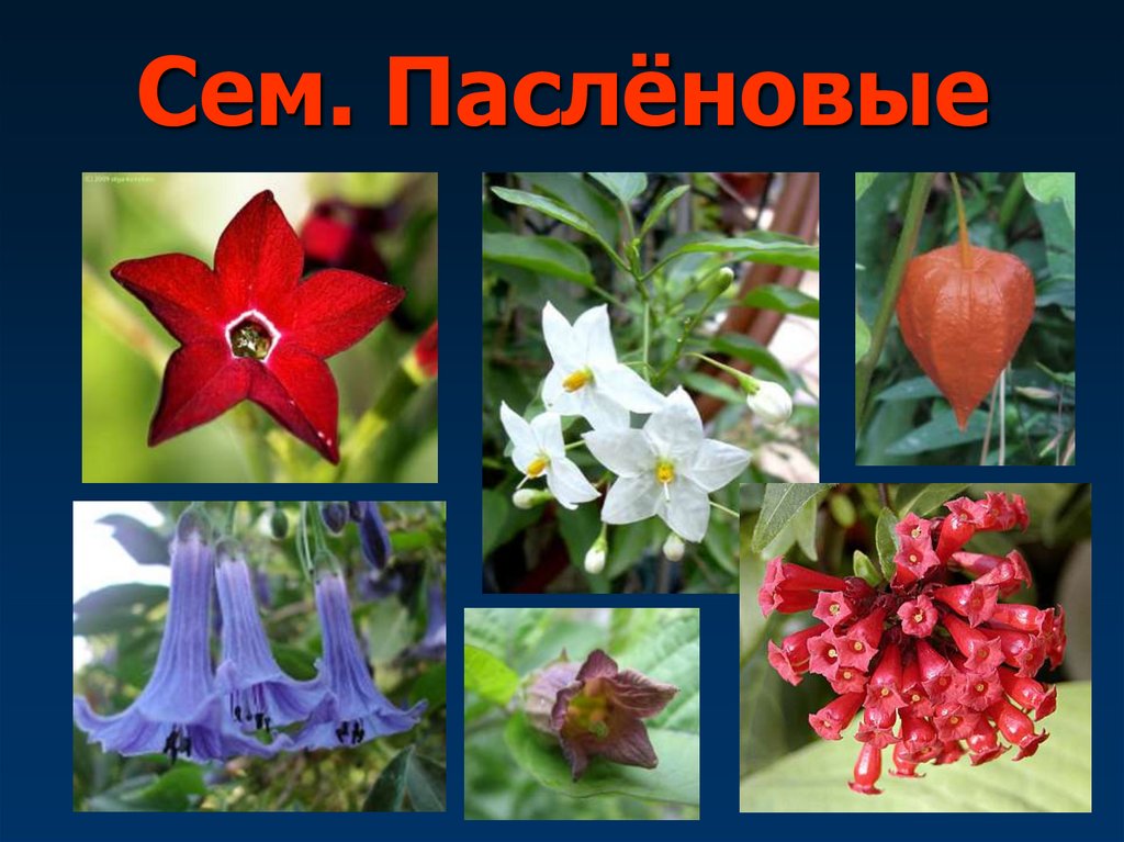 Сем. Паслёновые