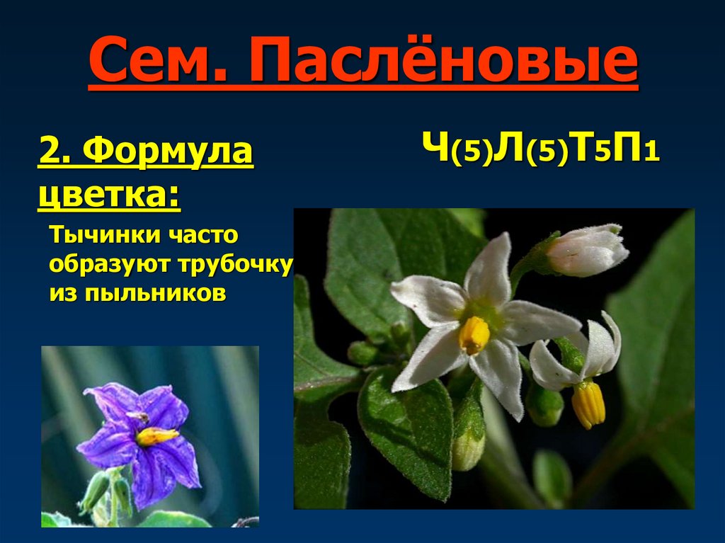 Сем. Паслёновые