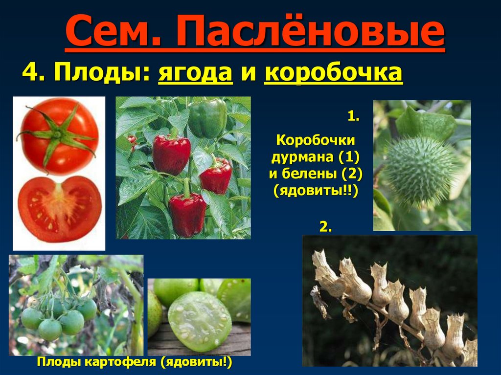 Сем. Паслёновые