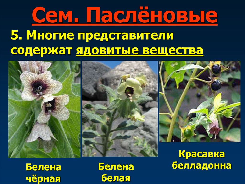 Сем. Паслёновые