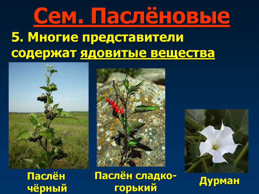 Сем. Паслёновые