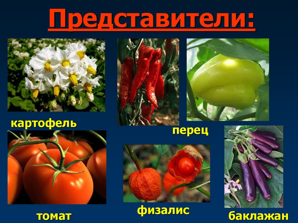 Представители: