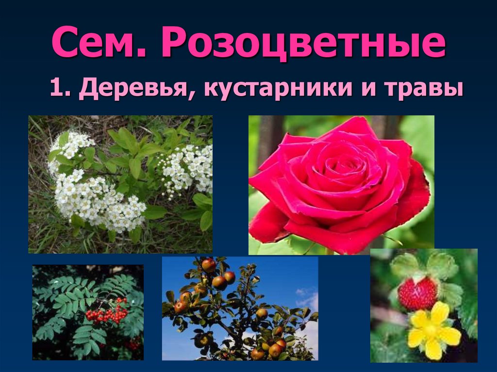 Сем. Розоцветные