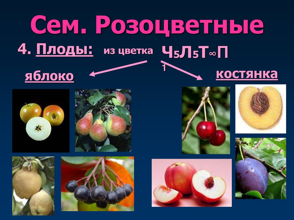 Сем. Розоцветные