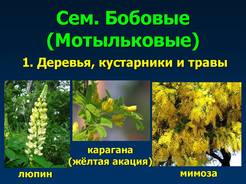 Сем. Бобовые (Мотыльковые)